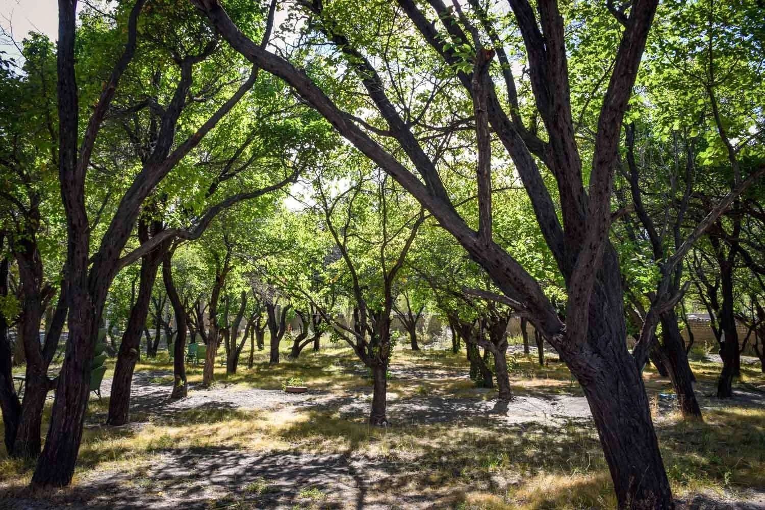 Orchard Picnic
