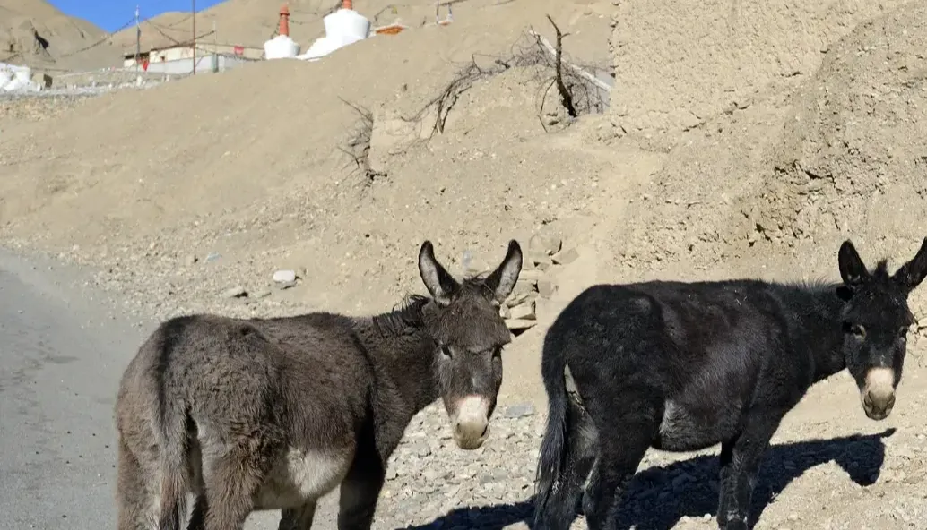 Leh Donkey Sanctuary near Heritage hotel in Ladakh