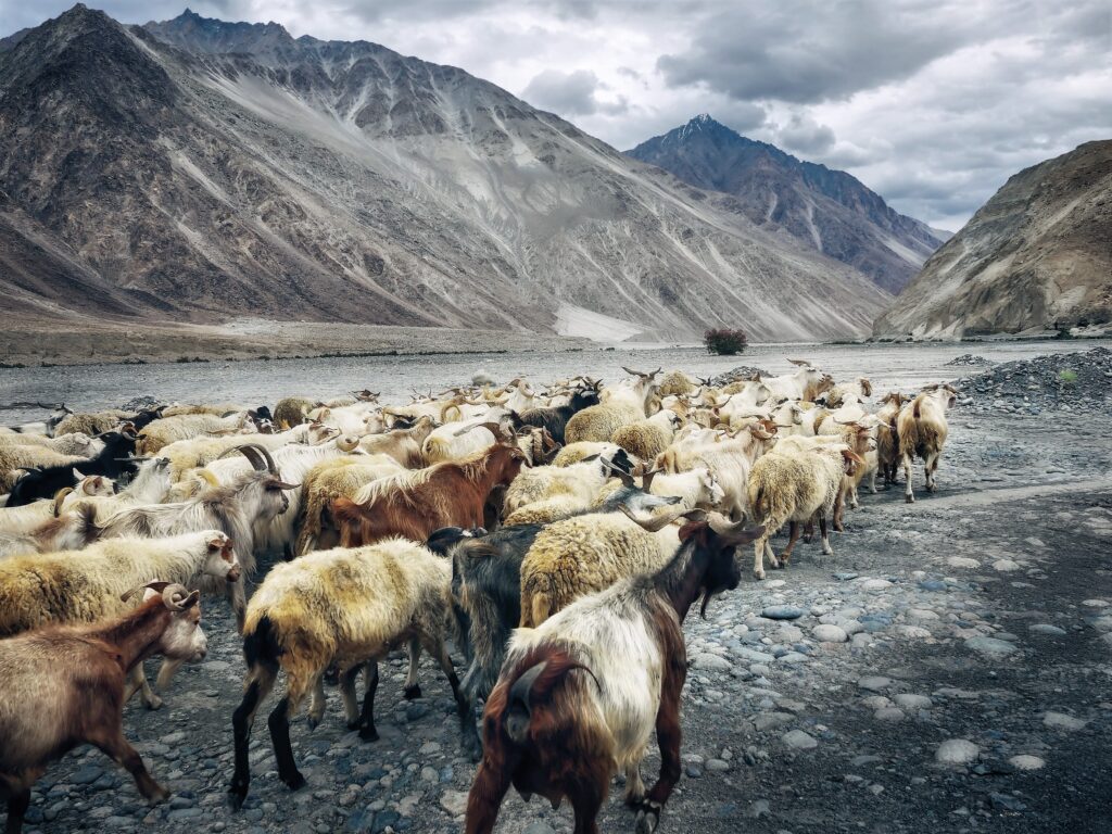 Wildlife of Ladakh - Ladakh is home to numerous and endangered animals.