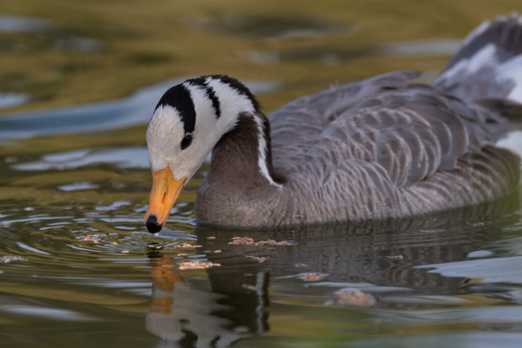 Ladakh Fauna