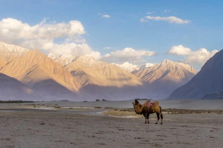 Read more about the article Camel Safari in Leh Ladakh