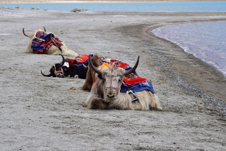 Read more about the article Yak Safari in Ladakh