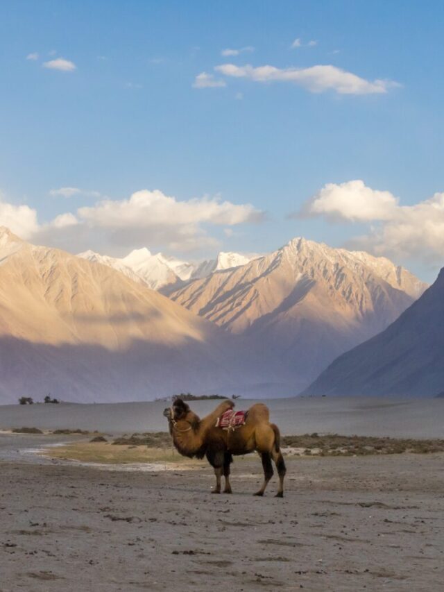 Camel Safari in Leh Ladakh